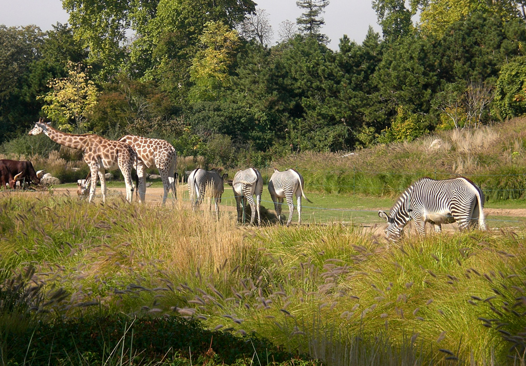 zoo safari de peaugres animaux