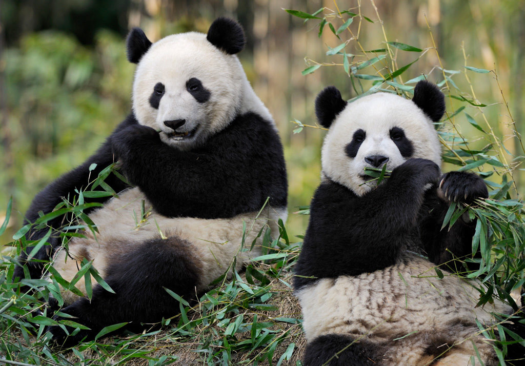 ZooParc de Beauval