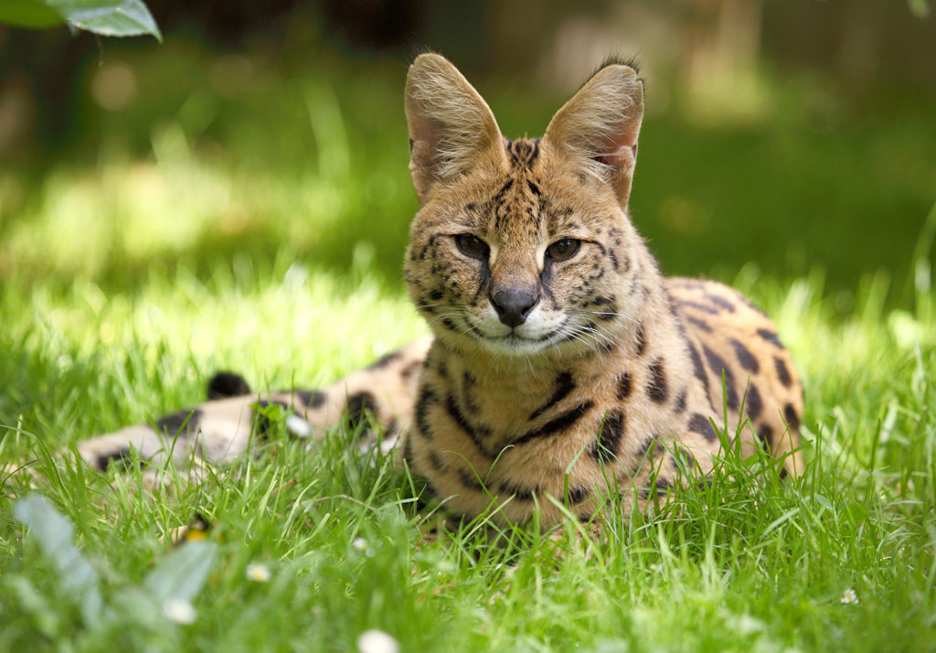 Zoo d’Amiens