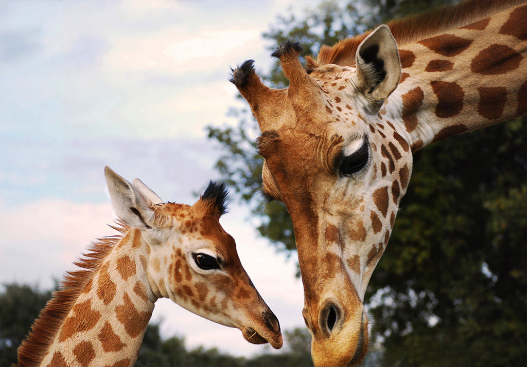 Zoo de La Barben