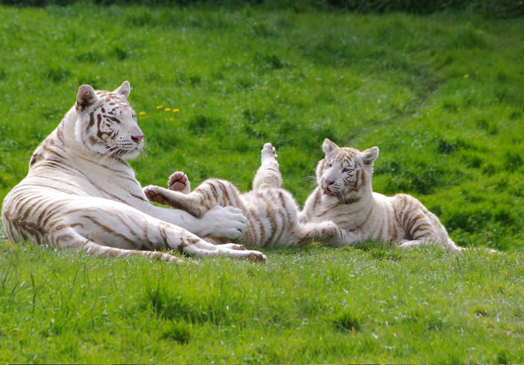 Zoo de Cerza