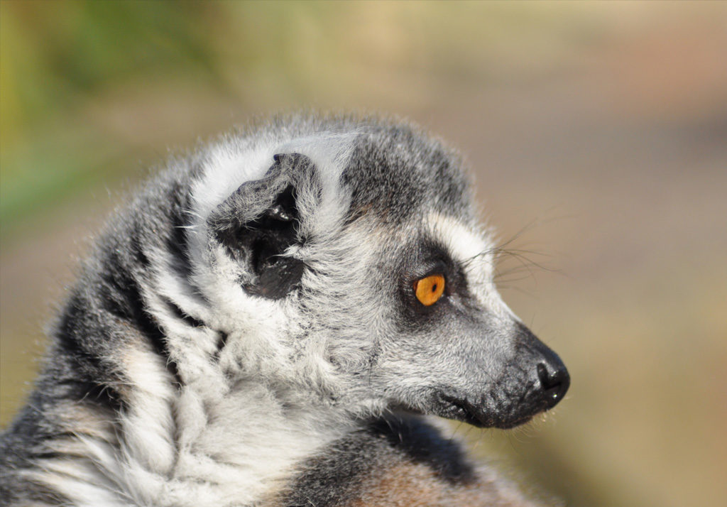 Zoo de Champrepus