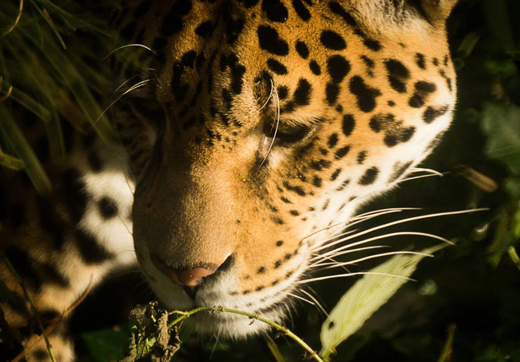 Zoo de Jurques