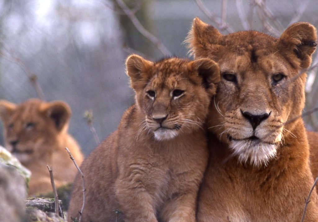 Zoo des Sables