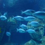 Aquarium Sea Life Val d’Europe