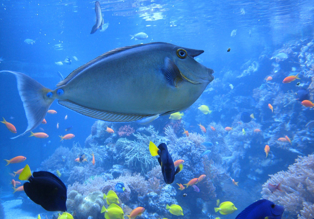 Aquarium du Grand Lyon
