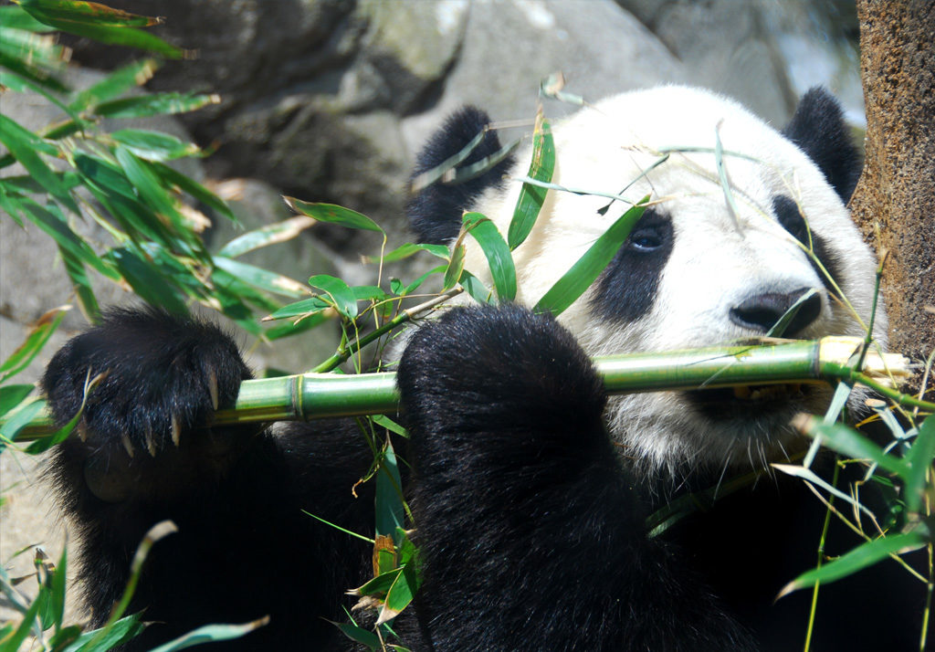 Pairi Daiza