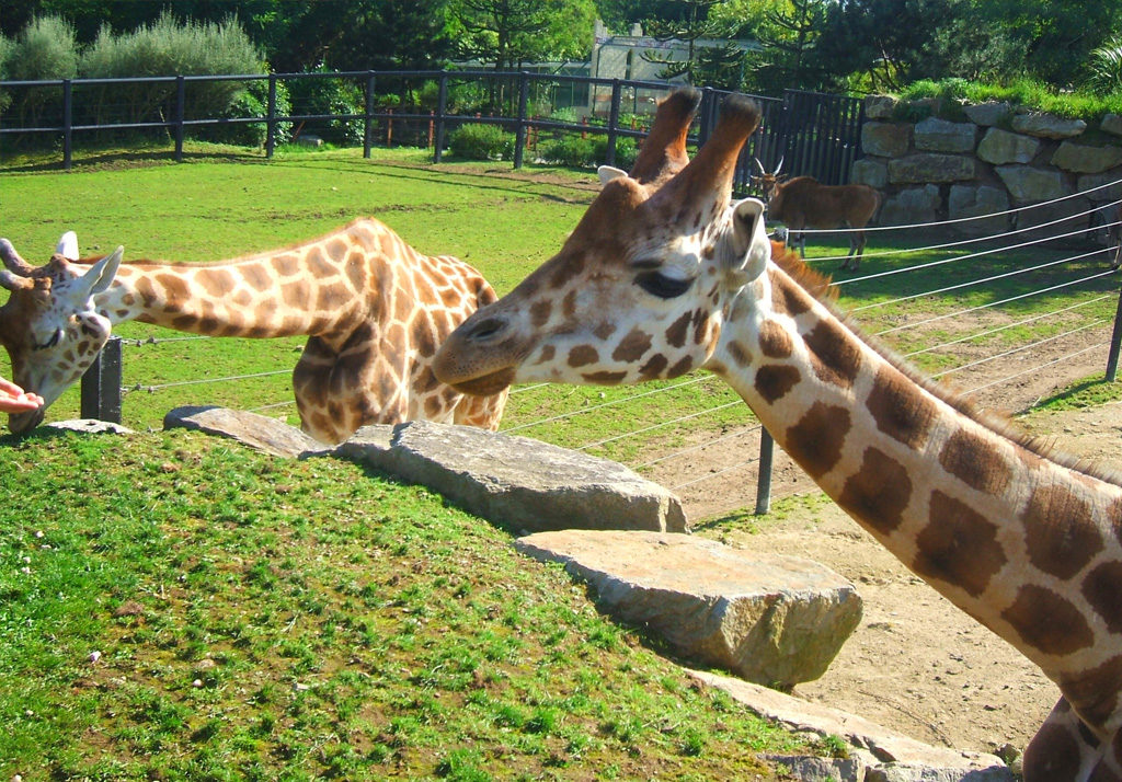 Zoo de Pont-Scorff
