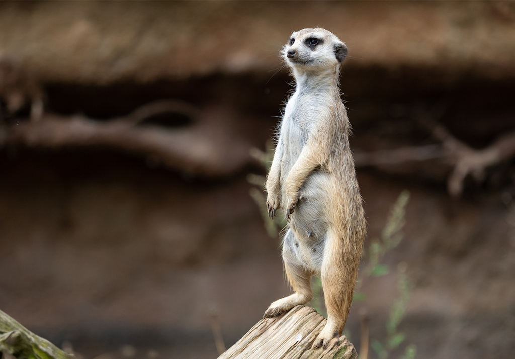 Zoo de Labenne