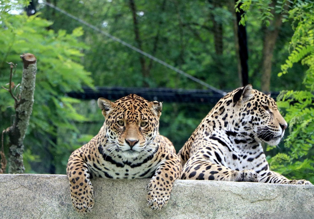 Zoo de Bordeaux-Pessac