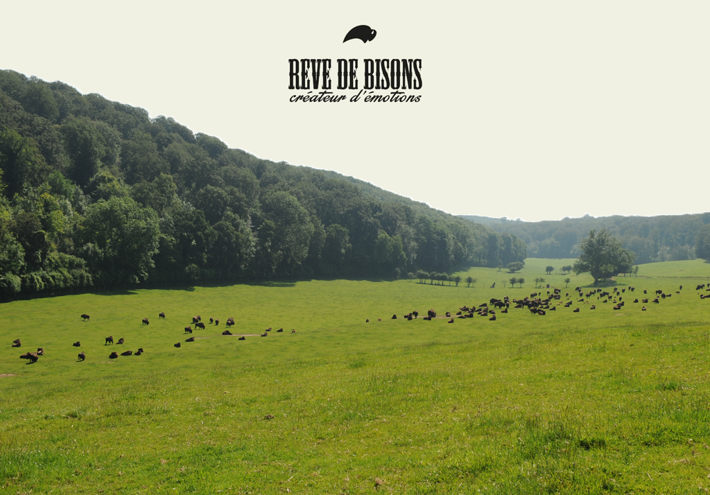 Rêve de Bisons