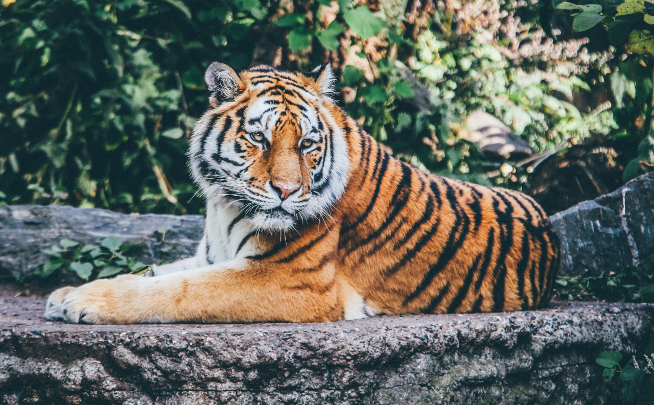 Les 10 plus beaux zoos d Europe Parc Loisir