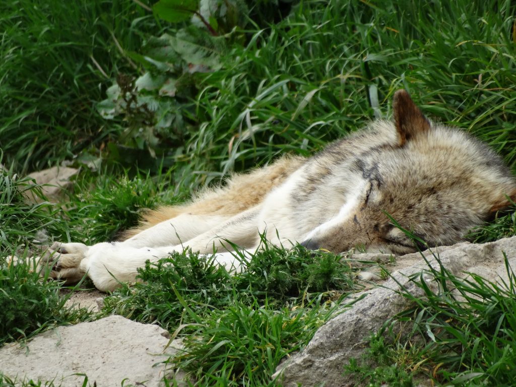 Parc des Loups du Gévaudan