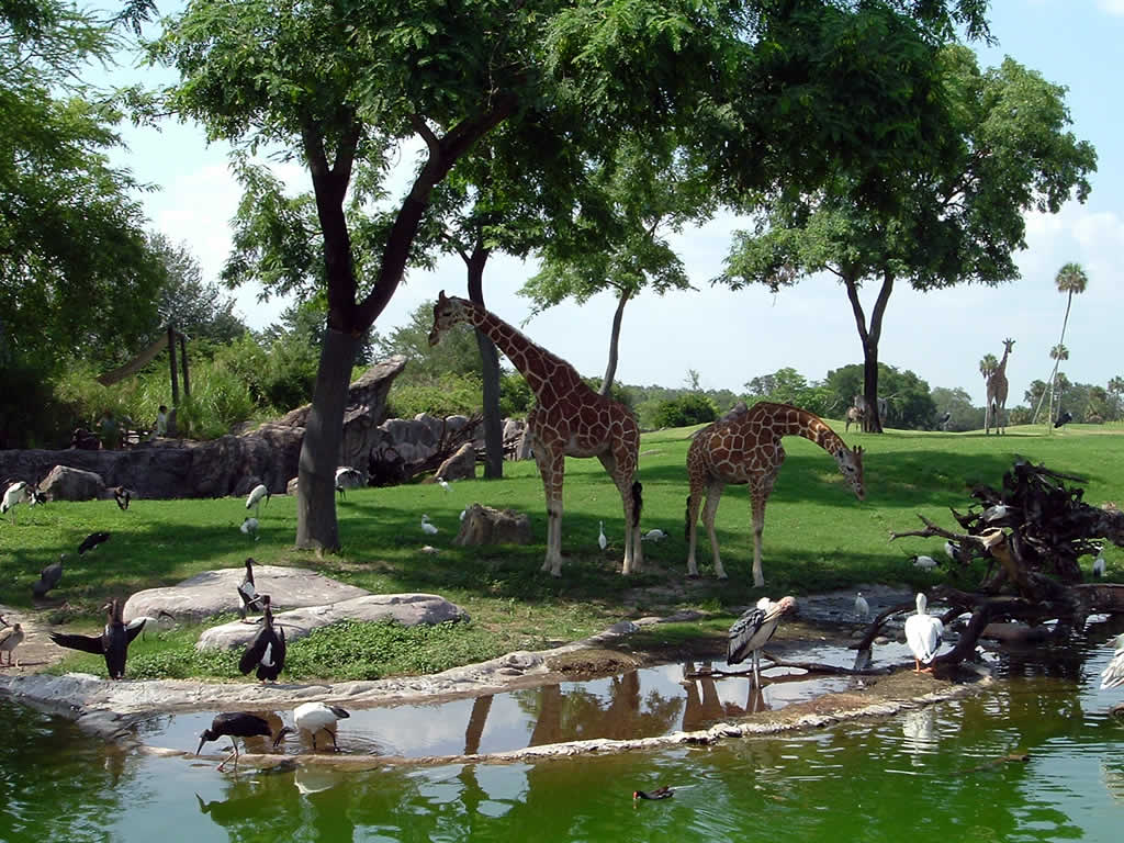 Girafes dans la zone Edge of Africa de Busch Gardens Tampa Bay