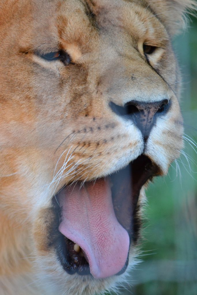 Parc Animalier d'Auvergne