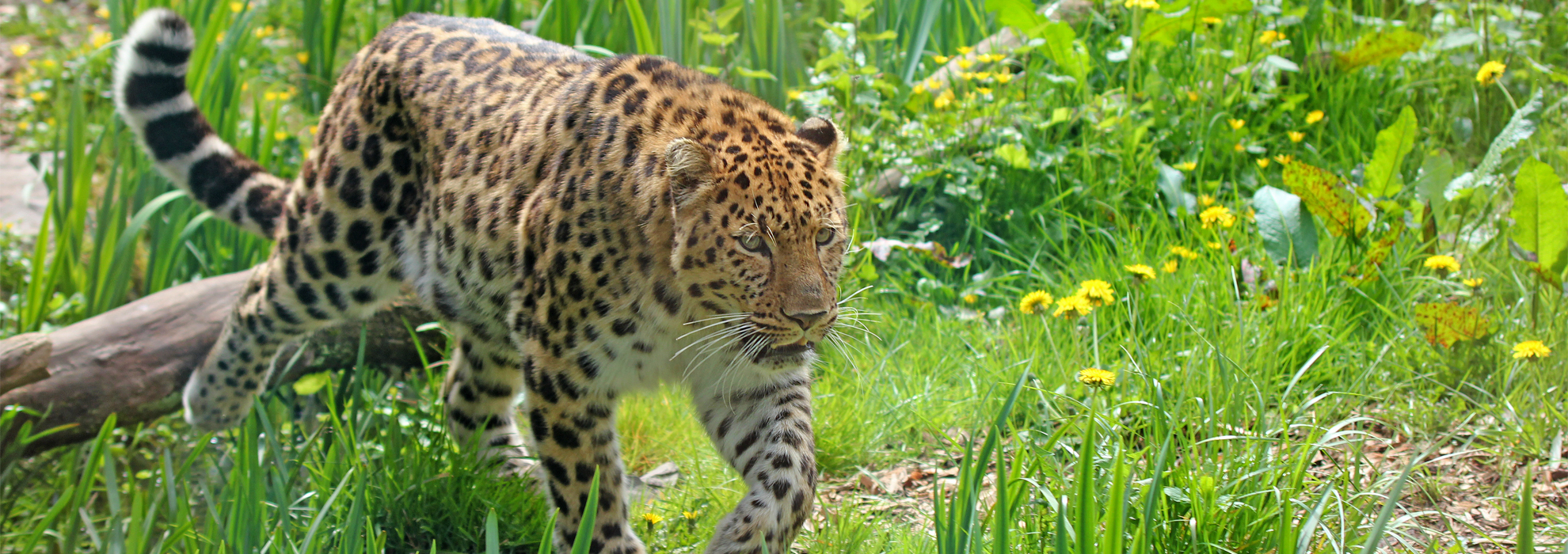 Panthère noire au Zoo des Sables d'Olonne