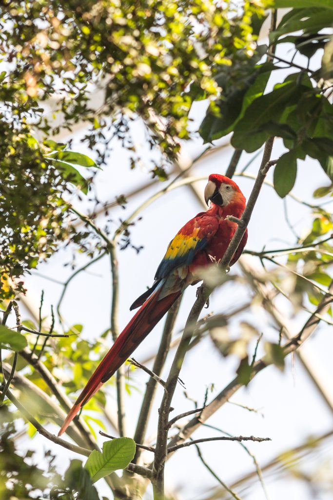 Parrot World