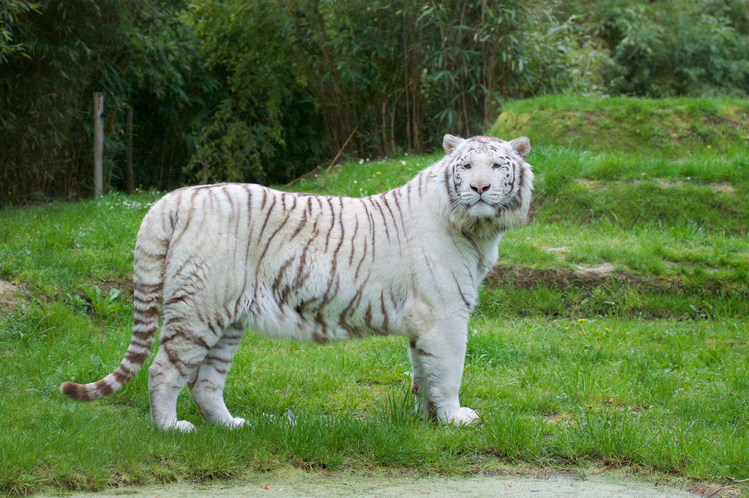Animaux au Zoo de La Flèche dans la Sarthe