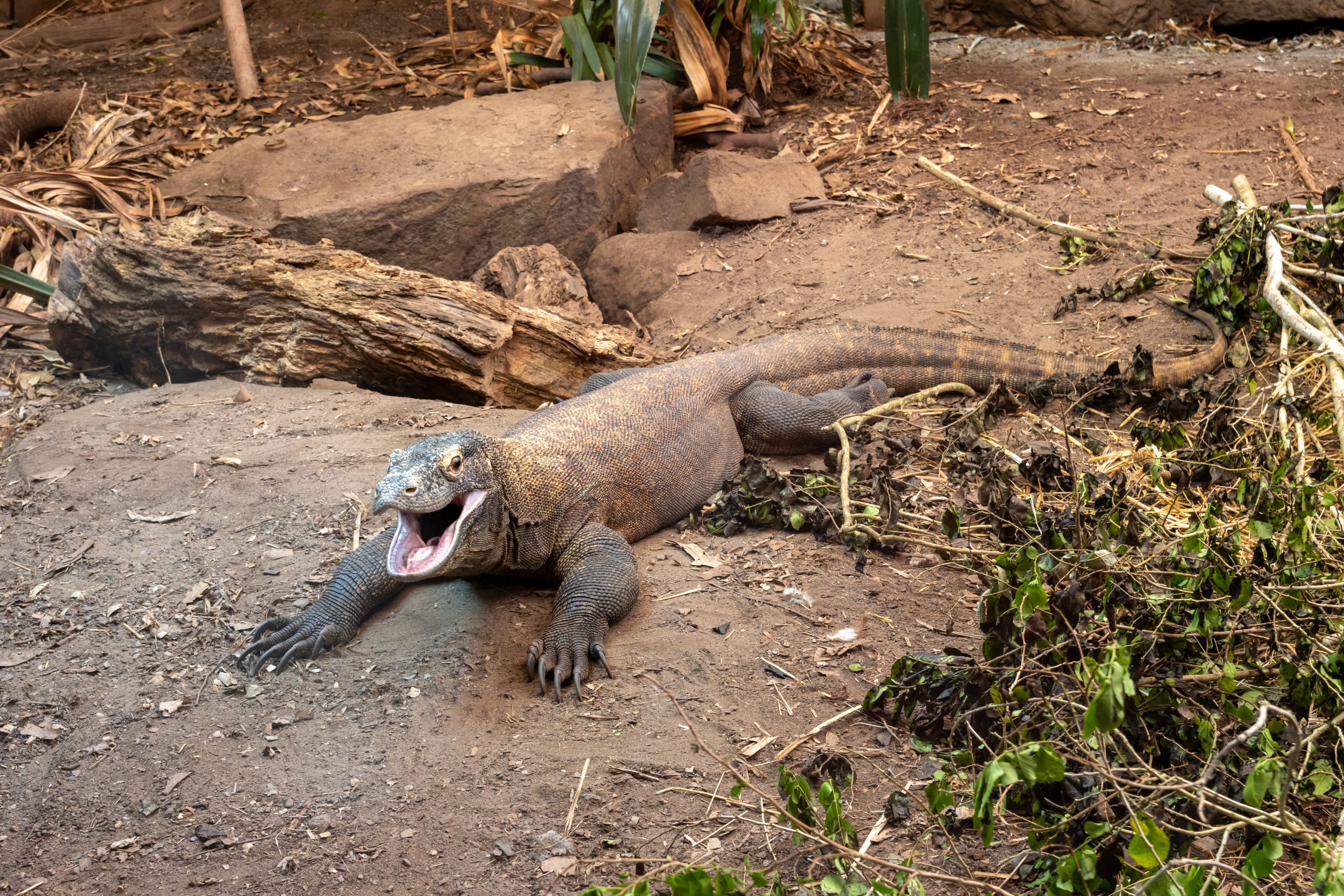 Le zoo de Chester au Royaume-Uni