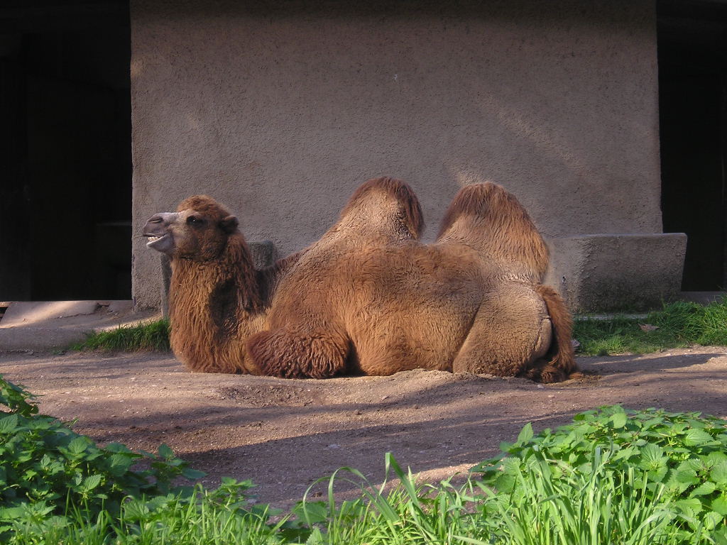 Le Bioparco de Rome en Italie