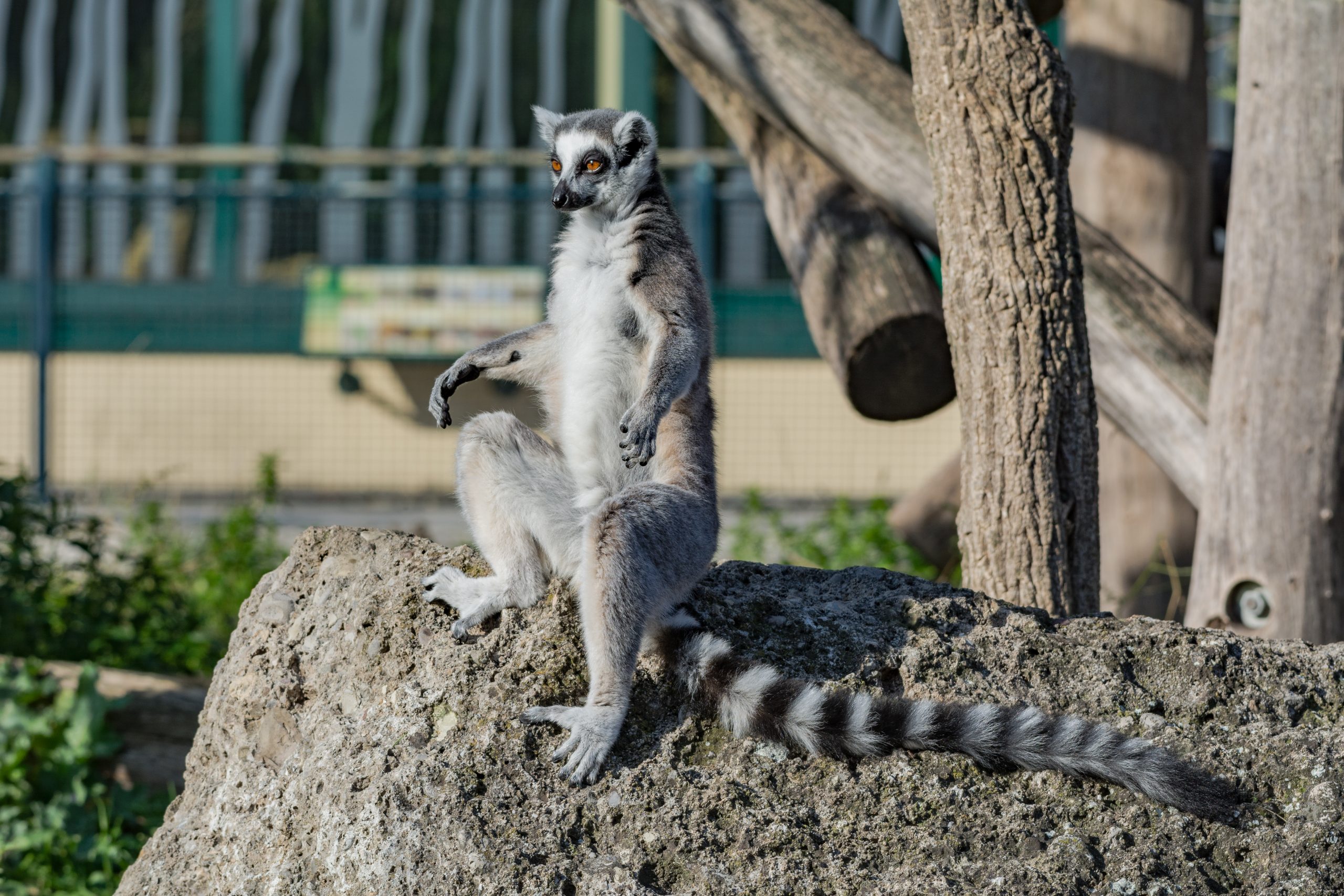 Le zoo de Schönbrunn à Vienne