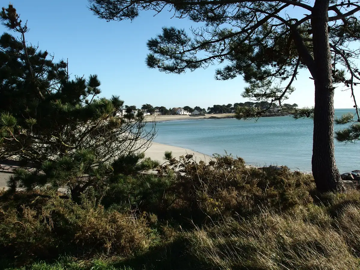 Plage de Saint-Colomban à Carnac bordée de pins